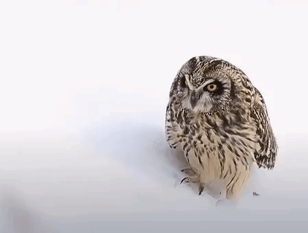 Small Owl Sitting in Snow