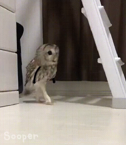 Small Owl Walking in Front of White Ladder