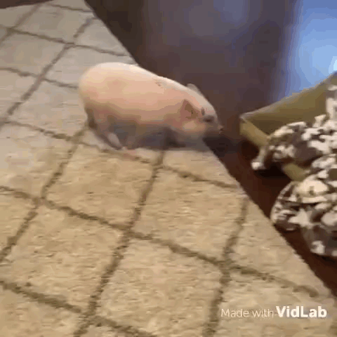 Small Pig Standing Near Cookies