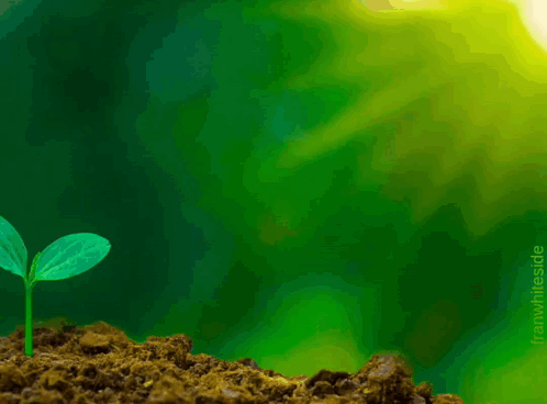 Small Plant Growing Out Of Dirt Pile Saying To GIF
