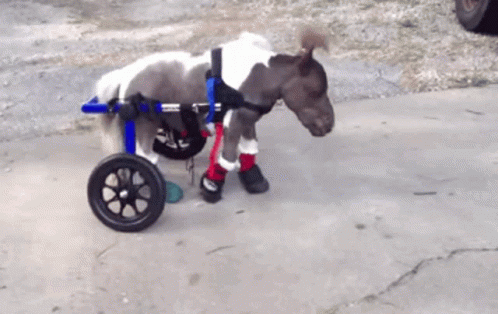Small Pony in Wheelchair With White Shirt and Red Boots