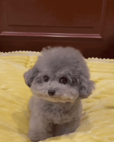 Small Poodle Laying on Yellow Blanket