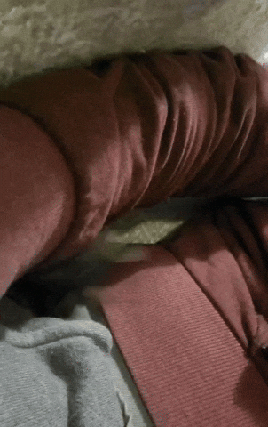 Small Rat Showering In The Couch GIF