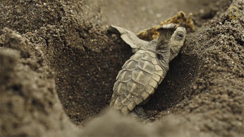 Small Sea Turtle Laying in Sand