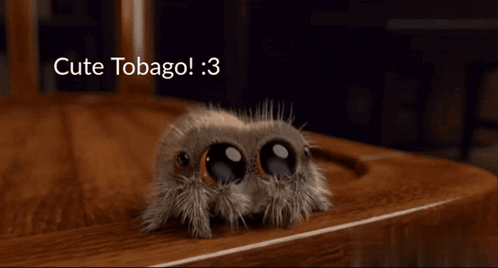 Small Spider Crawling On Wooden Table Saying Cute Tobago GIF