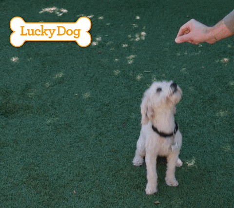 Small Spinning Dog Following The Treat GIF