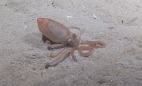 Small Squid Crawling on Sand in Water