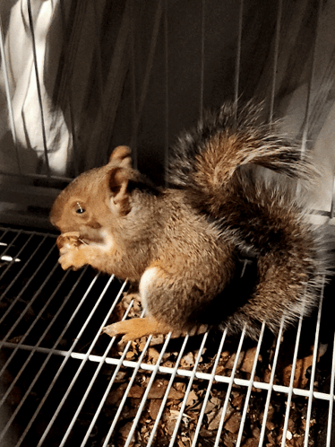 Small Squirrel Eating Nut