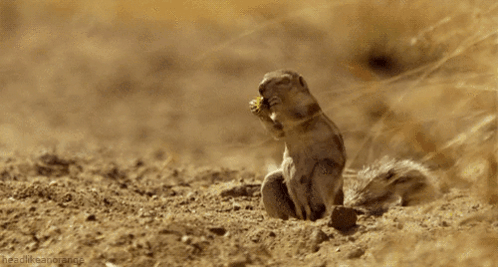 Small Squirrel Standing on Hind Legs in Dirt