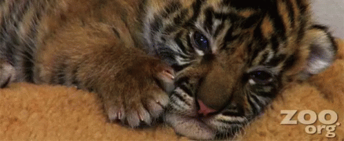 Small Tiger Cub Looking At Camera In Grass GIF