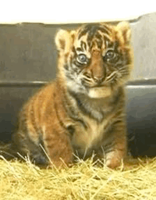 Small Tiger Cub Sitting In Grass Looking At Camera GIF