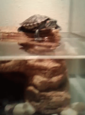Small Turtle Swimming In Tank With Rocks GIF