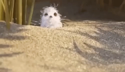 Small White Animal Sitting in Sand