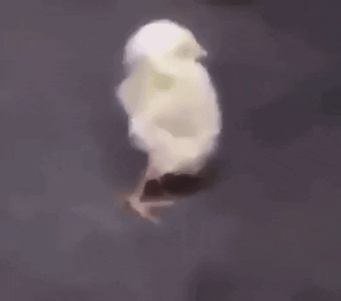 Small White Chicken Walking GIF