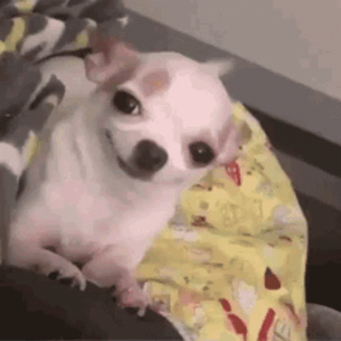 Small White Chihuahua Laying on Bed