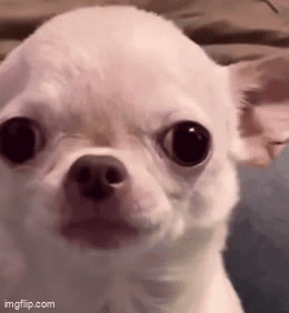 Small White Chihuahua Surprised Look