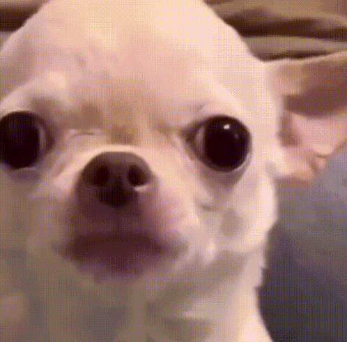 Small White Chihuahua with Mouth Open