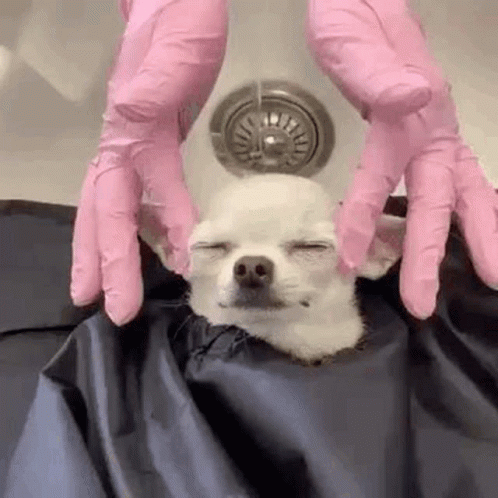 Small White Dog Bath Sink with Pink Gloves
