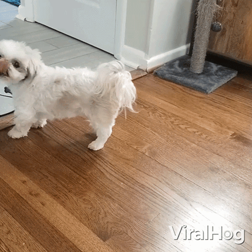 Small White Dog Beside Cat Toy GIF