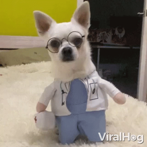 Small White Dog Dressed as Doctor