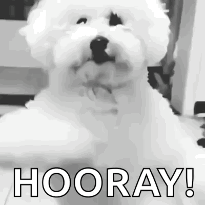 Small White Dog Hooray