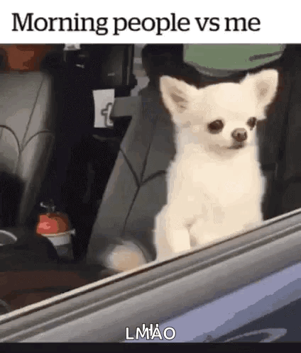 Small White Dog in Back Seat Looking Out Window