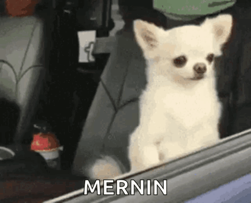 Small White Dog in Back Seat Looking Out Window Mernin
