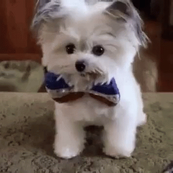 Small White Dog in Bow Tie