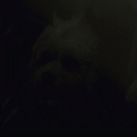 Small White Dog in Dark Room