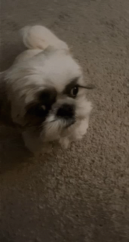 Small White Dog Laying on Carpet