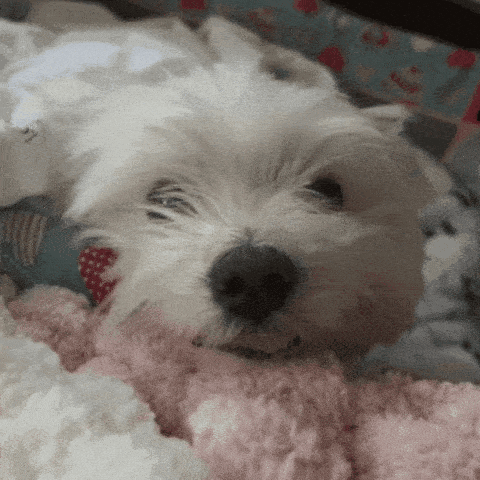 Small White Dog Laying on Pink Blanket
