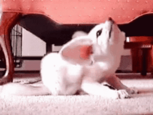 Small White Dog Laying Under Chair GIF