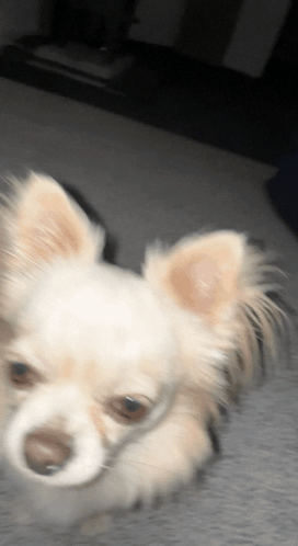 Small White Dog Looking at Camera With Blurred Background