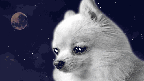 Small White Dog Looking At Moon GIF
