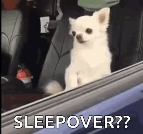 Small White Dog Looking Out Car Window