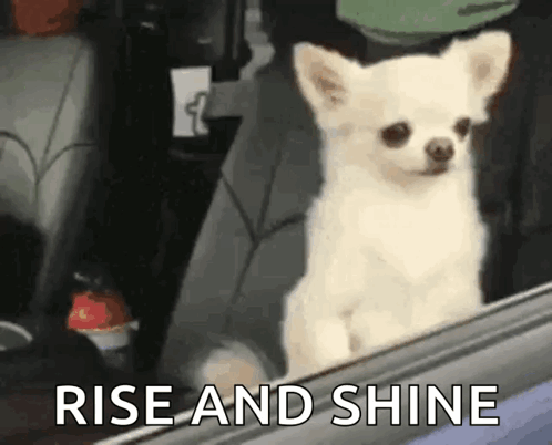Small White Dog Looking Out Car Window Rise and Shine