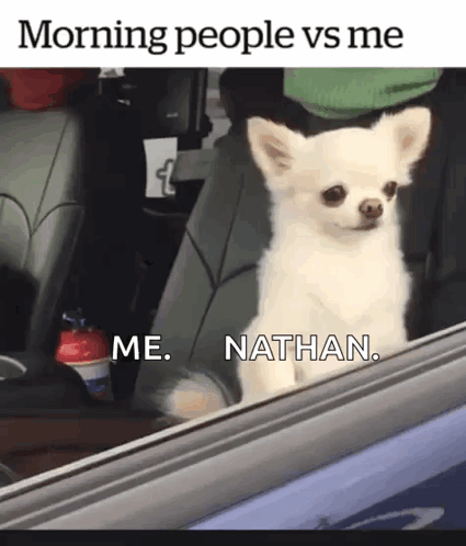 Small White Dog Looking Out Car Window Saying Morning People vs Me Me Nathan