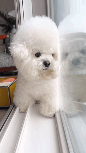 Small White Dog Looking Out Window