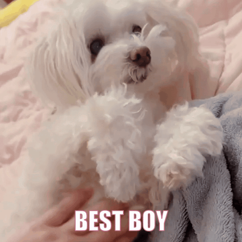 Small White Dog Lying on Bed Saying Best Boy