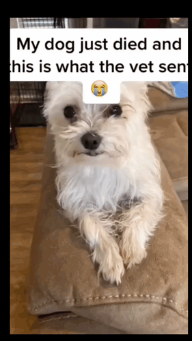 Small White Dog on Couch My Dog Just Died