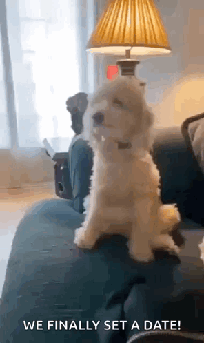 Small White Dog on Couch Next to Lamp