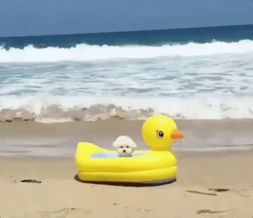 Small White Dog on Inflatable Duck