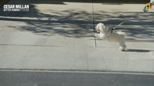 Small White Dog On Leash Cesar Millan Better Human Better Dogs GIF