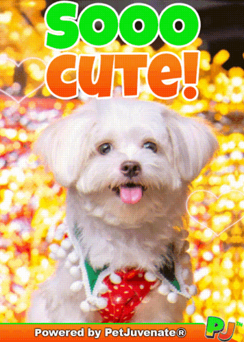 Small White Dog Saying Sooo Cute
