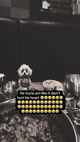 Small White Dog Sits at Table Saying He Tryna Act Like It Don't Hurt His Heart