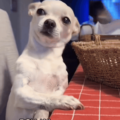 Small White Dog Sitting