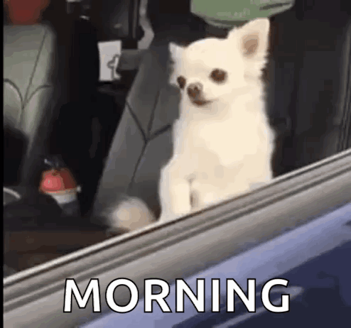 Small White Dog Sitting In Car GIF