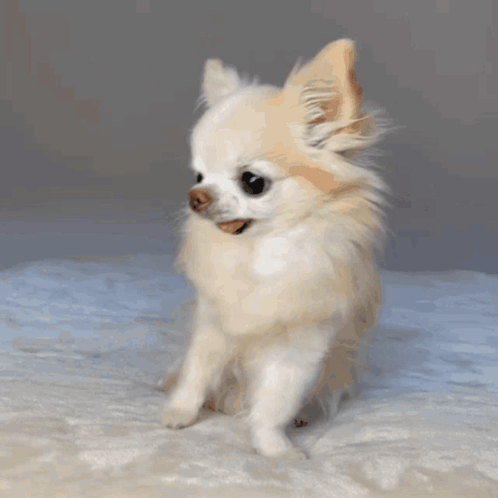 Small White Dog Sitting on Blanket