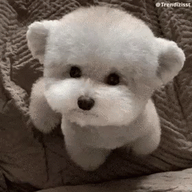 Small White Dog Sitting on Couch