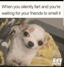 Small White Dog Sitting on Yellow Blanket When You Silently Fart and You're Waiting